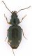 Carabidae_2_Settebagni_14-IV-2010.jpg
