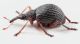 Eutrichapion-viciae-(Paykull,-1800)-male-lat-WEB.jpg