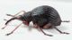 Eutrichapion-viciae-(Paykull,-1800)-female-lat-WEB.jpg