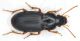 Harpalus luteicornis.jpg
