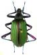 Campsiomorpha 01.jpg