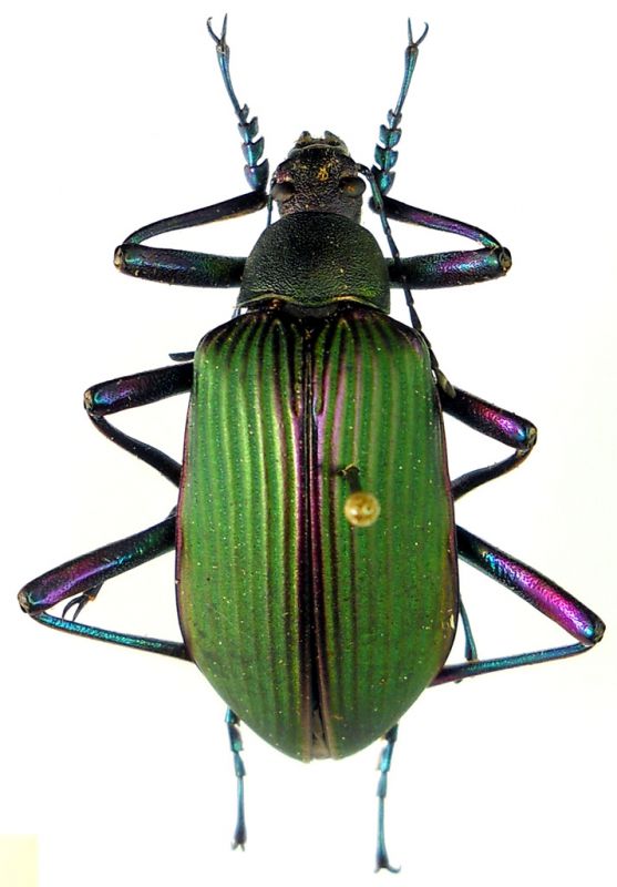 Campsiomorpha 01.jpg