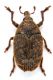 Larinus3.jpg