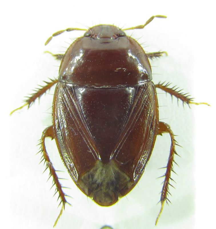 Macroscytus brunneus 10mm-2.jpg