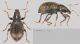 Laparocerus brunneus Lindberg, 1953 female.jpg