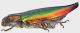 Cyphogastra_Morobe_17-IV-1997_grey.jpg