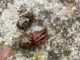 enoplognatha mandibularis coppia.JPG