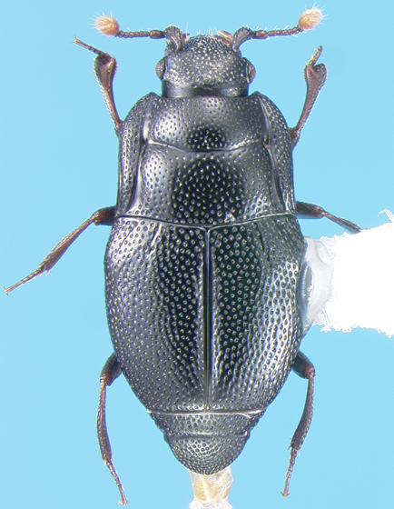 Plegaderus d. - Copyright © 2007 Jeff Gruber & UW-Madison Dept. of Entomology.jpg