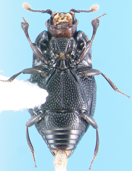 Plegaderus v. - Copyright © 2007 Jeff Gruber & UW-Madison Dept. of Entomology.jpg