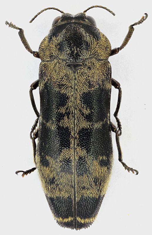 Coraebus_aeneopictus_Laos_Huaphanne_Mt-Phu-Pane_V-2013_8,5mm_grey.jpg