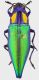Cyphogastra_PNG_E-Sepik_Maprik_V-2001_31mm_mod.jpg