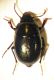 2015-12-07-17.54.06 ZS PMax.jpg