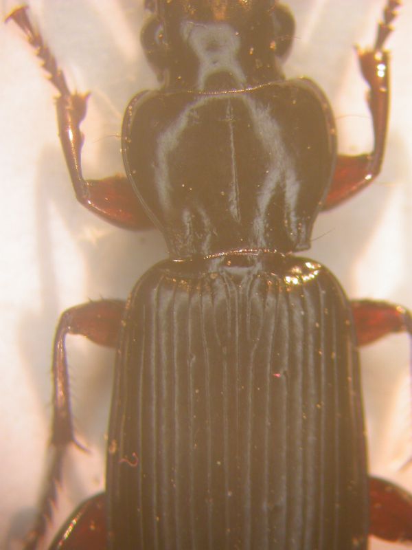 Pterostichus.JPG