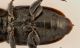 Harpalus 1.jpg