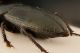 Harpalus 5.jpg