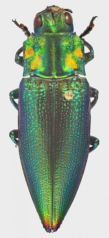 Cyphogastra_PNG_Bismarck_New-Ireland_Namatanai_14-XII-1994_30mm_grey.jpg