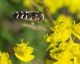 Syrphidae 19  Aprile 2010 036 Visualizzazione Posta elettronica - Rapida.jpg