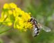 Syrphidae19  Aprile 2010 038 Visualizzazione Posta elettronica - Rapida.jpg