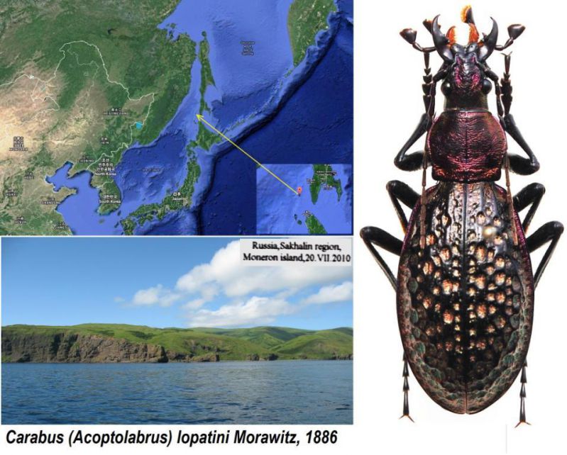 Carabus %28Acoptolabrus%29 lopatini Morawitz%2C 1886.jpg