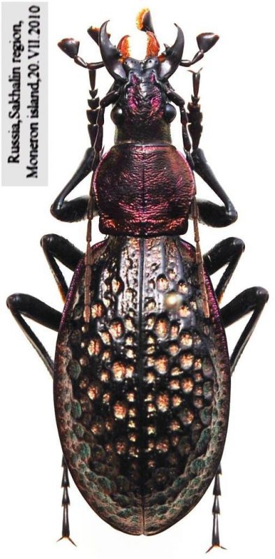 Carabus (Acoptolabrus) lopatini Morawitz,  1886.JPG