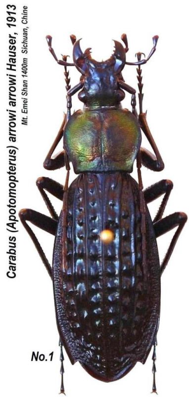 Apotomopterus sp. - Kopie.jpg