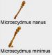 Microscydmus.jpg