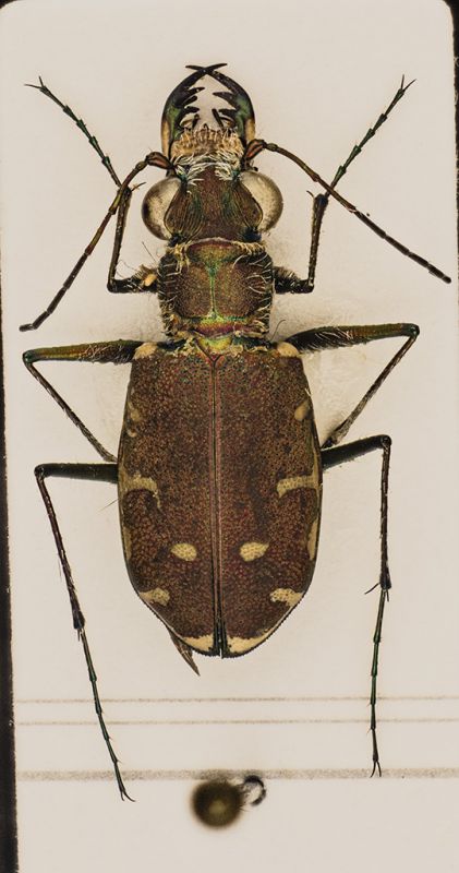 Cicindela 2.jpg