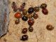 Maccarese_16-12-2015_L26_012.JPG