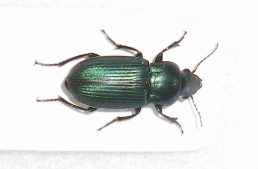 Harpalus distinguendus.JPG