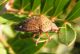 Solenosthedium bilunatum 08.jpg