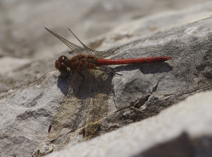 IMGP1802_Red_dragonfly_crop_sm.JPG