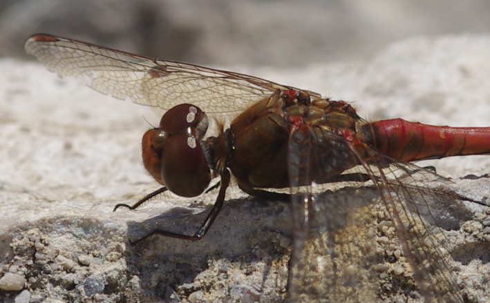 IMGP1797_Red_dragonfly_crop_sm.JPG