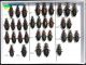 Carabidae 14.JPG