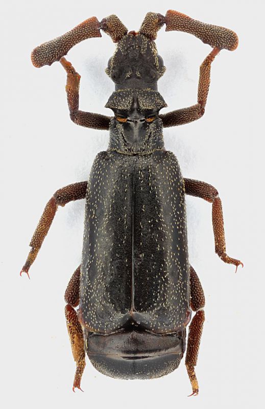 Paussidae_Laos_Hua-Phan_Mt-Phu-Pane_V-2011_7,2mm_grey.jpg