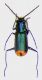 Clanoptilus spinipennis.jpg