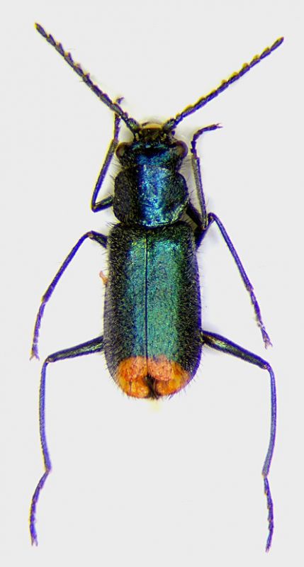 Clanoptilus spinipennis.jpg