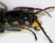Clanoptilus spinipennis palpi.jpg