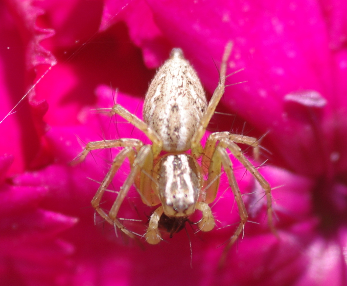 IMGP1280_Salticid_Spider_sm.JPG