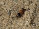 Mutillidae_02_Maccarese_22-IV-2010.jpg