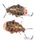 IMG_0243-56_Megabruchidius_dorsalis.JPG