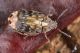 IMG_0240_Megabruchidius.JPG