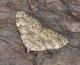 DSC_1040_Entephria copy.JPG