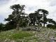 Pollino_016_30-VI-2005.JPG