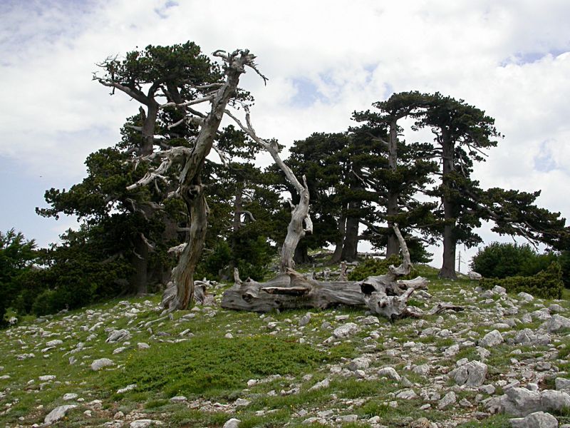 Pollino_016_30-VI-2005.JPG