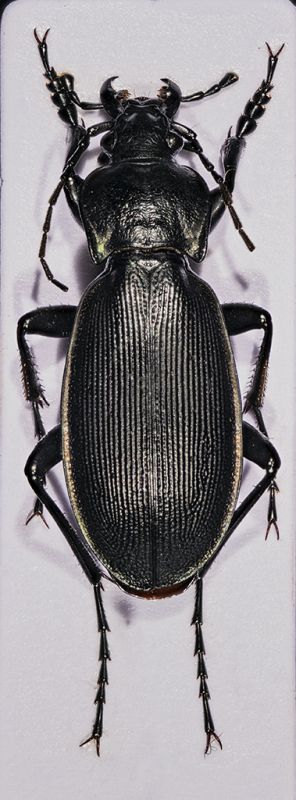 Carabus 1.jpg