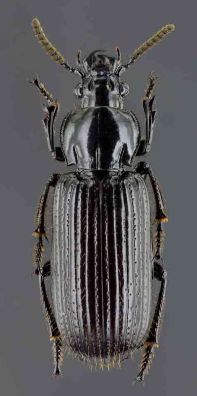 Carabidae-Lumumbashi_45170zs85.jpg