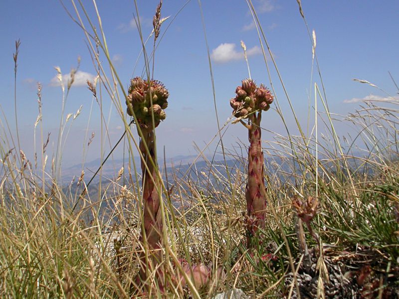 Pollino_15-17_VII_2004_f065.JPG