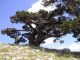 Pollino_15-17_VII_2004_f071.JPG