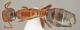 Camponotus truncatus_gyne dorsal.jpg