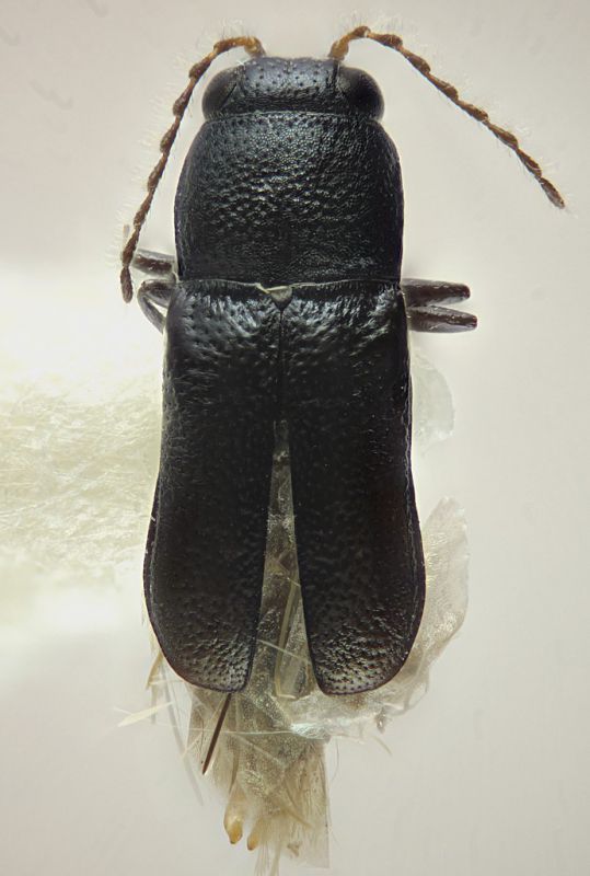 Ankareus_luciphilus_Yemen_AL-Kowd_4.I.2001_light_trap_1,75mm_grey.jpg